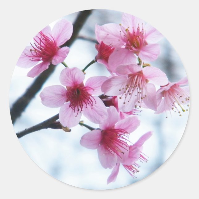 Cherry Blossoms - A Classic Round Sticker (Front)