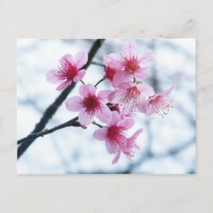 Cherry Blossoms - A Postcard