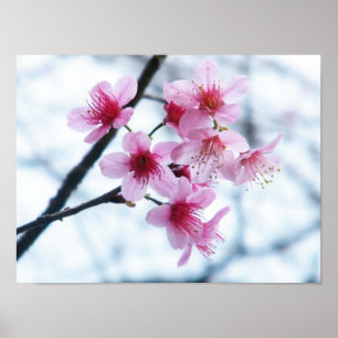 Cherry Blossoms - A Poster