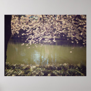 Cherry Blossoms Above A Garden Pond, All Sizes Poster