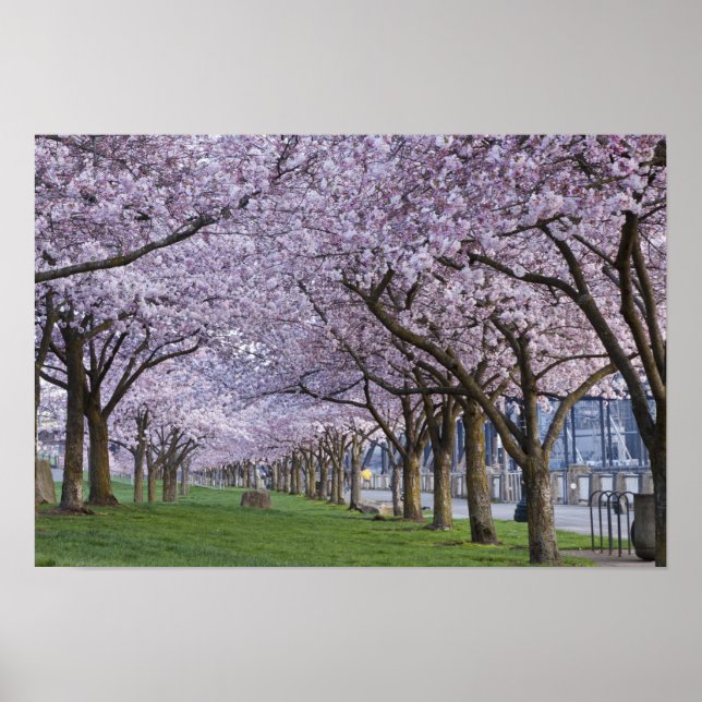 Cherry blossoms along Willamette river, USA Poster (Front)
