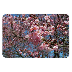 Cherry Blossoms and Bee Pink Spring Flowers Magnet