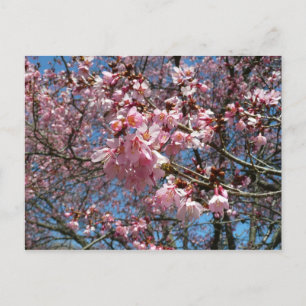 Cherry Blossoms and Bee Pink Spring Flowers Postcard