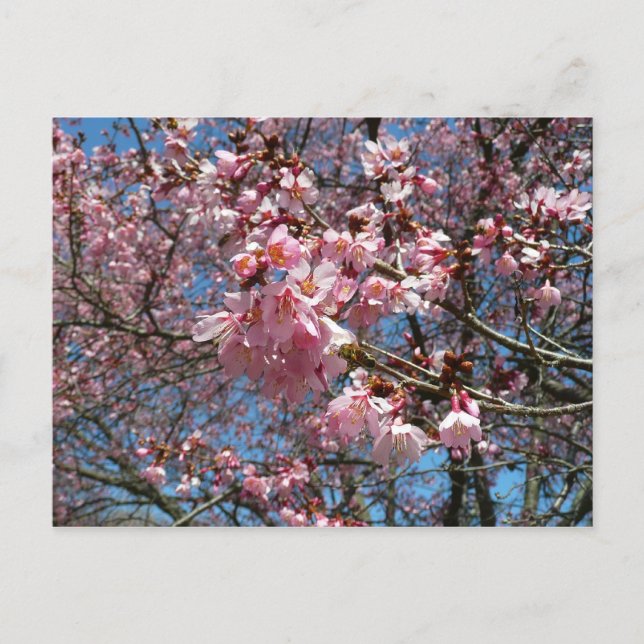 Cherry Blossoms and Bee Pink Spring Flowers Postcard (Front)