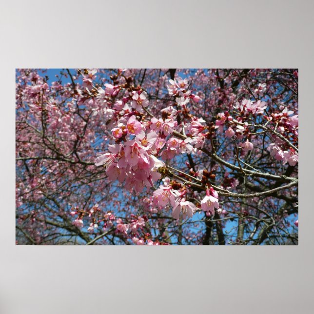 Cherry Blossoms and Bee Pink Spring Flowers Poster (Front)