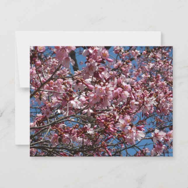 Cherry Blossoms and Blue Sky Spring Floral (Front)