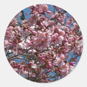 Cherry Blossoms and Blue Sky Spring Floral Classic Round Sticker