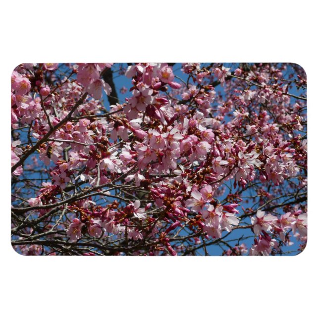 Cherry Blossoms and Blue Sky Spring Floral Magnet (Horizontal)