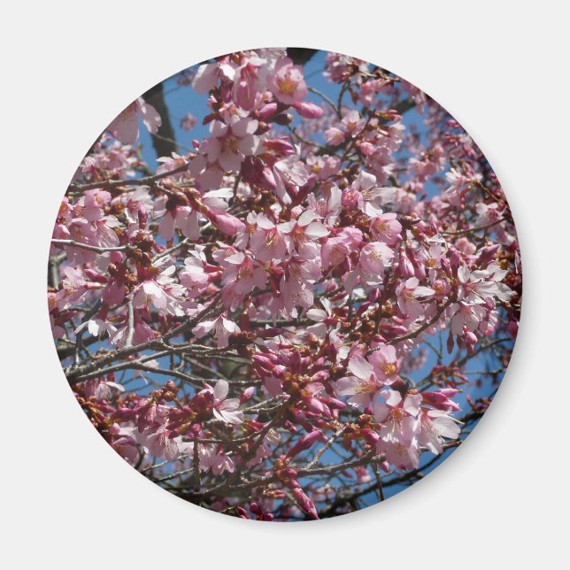 Cherry Blossoms and Blue Sky Spring Floral Magnet (Front)
