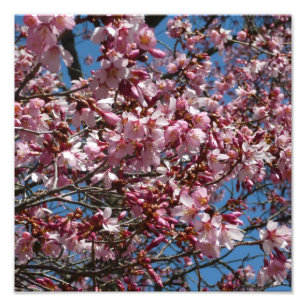 Cherry Blossoms and Blue Sky Spring Floral Photo Print