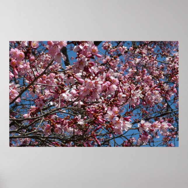 Cherry Blossoms and Blue Sky Spring Floral Poster (Front)