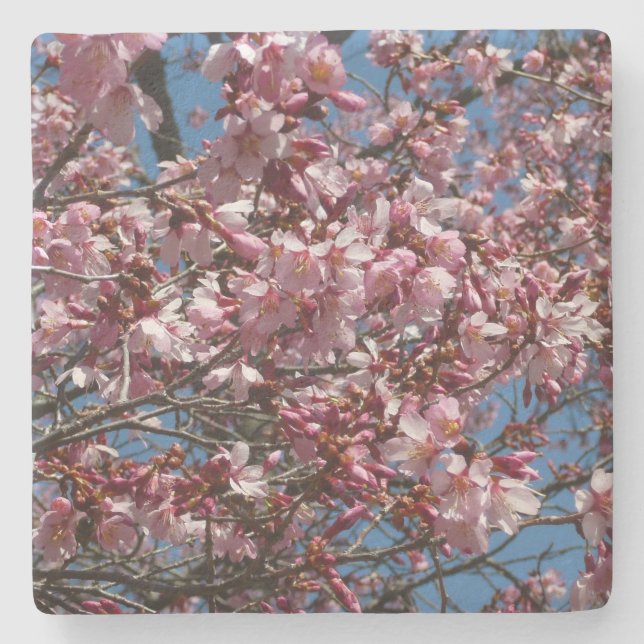 Cherry Blossoms and Blue Sky Spring Floral Stone Coaster (Front)