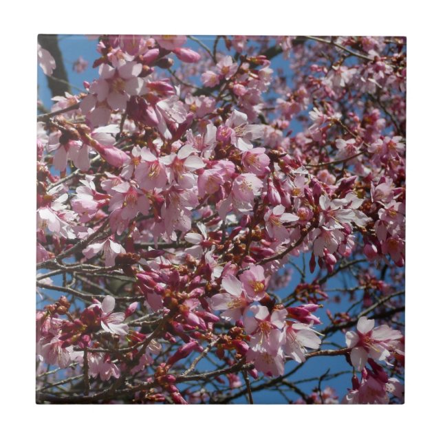 Cherry Blossoms and Blue Sky Spring Floral Tile (Front)