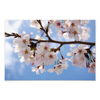 Cherry blossoms and light-blue sky photo print
