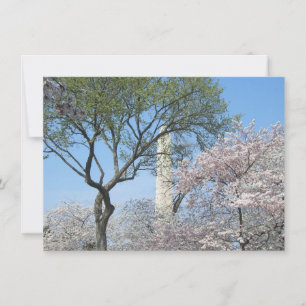 Cherry Blossoms and the Washington Monument in DC Card