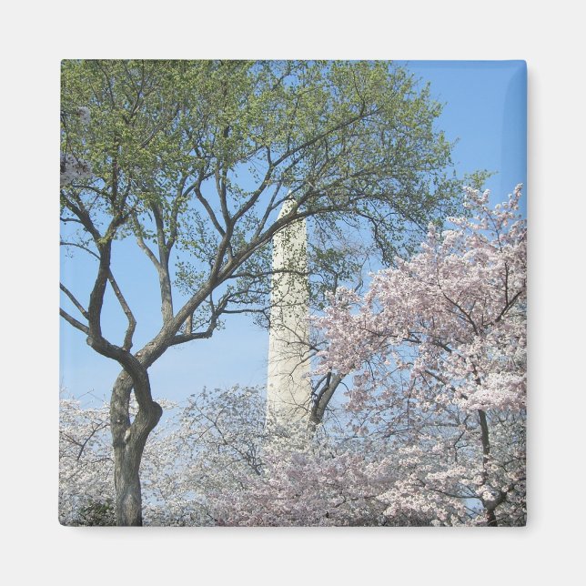Cherry Blossoms and the Washington Monument in DC Magnet (Front)
