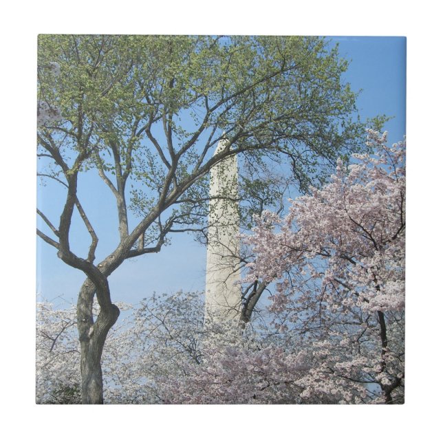 Cherry Blossoms and the Washington Monument in DC Tile (Front)