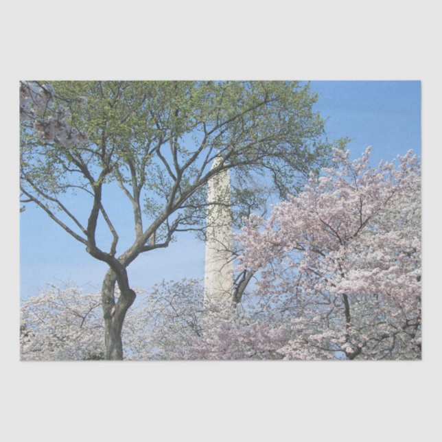 Cherry Blossoms and the Washington Monument in DC Tissue Paper (Front)