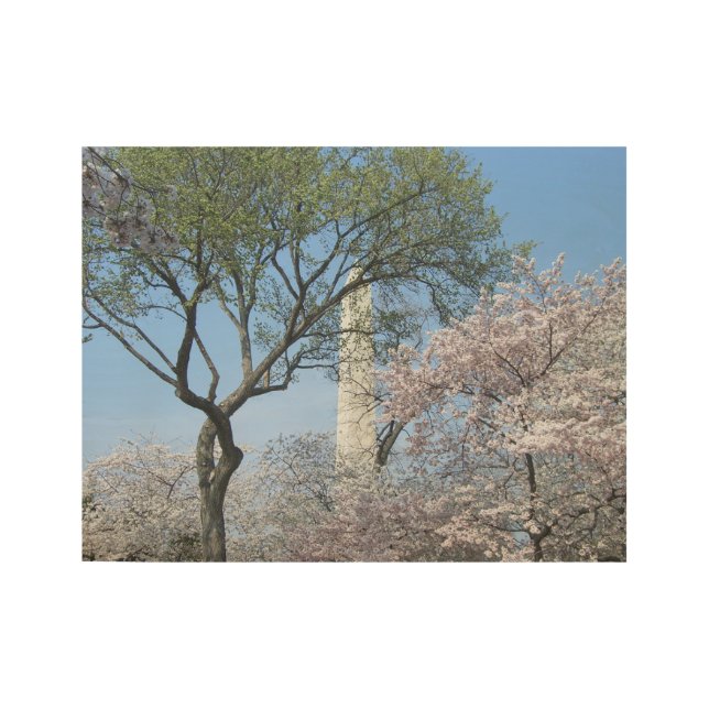 Cherry Blossoms and the Washington Monument in DC Wood Poster (Front)