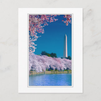Cherry Blossoms and the Washington Monument Postcard