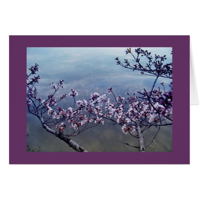 Cherry Blossoms at Tidal Basin, Washington DC-2 (Front Horizontal)