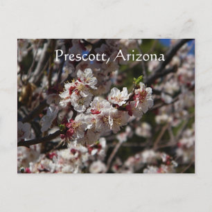 Cherry Blossoms blooming in Prescott,Arizona Postcard
