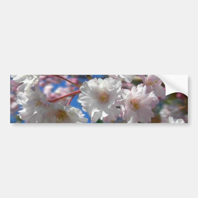 Cherry Blossoms Bumper Sticker (Front)