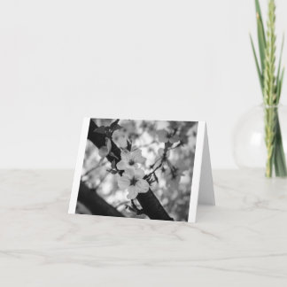 Cherry Blossoms BW - Blank Folded Card