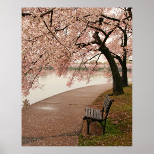 Cherry Blossoms Canvas Print
