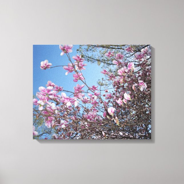 Cherry Blossoms Canvas Print (Front)
