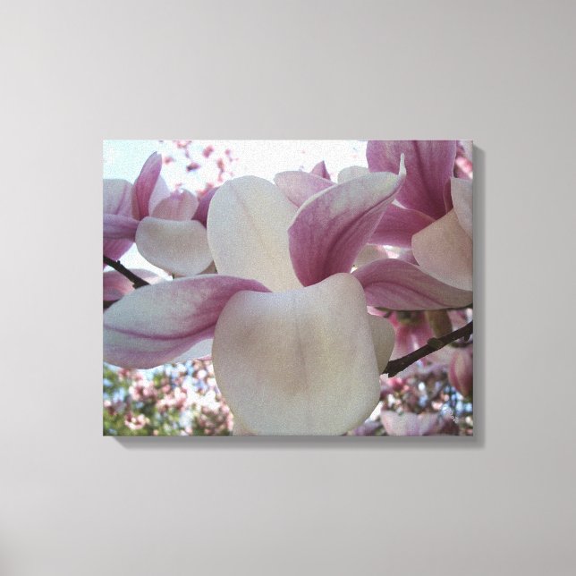 Cherry Blossoms Canvas Print (Front)
