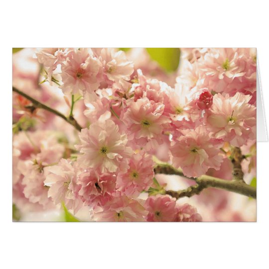 Cherry Blossoms Card