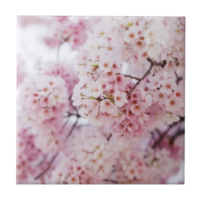 Cherry Blossoms Ceramic Tile (Front)
