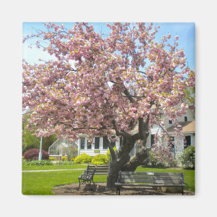 Cherry Blossoms, Elizabeth Park, Hartford CT Magnet