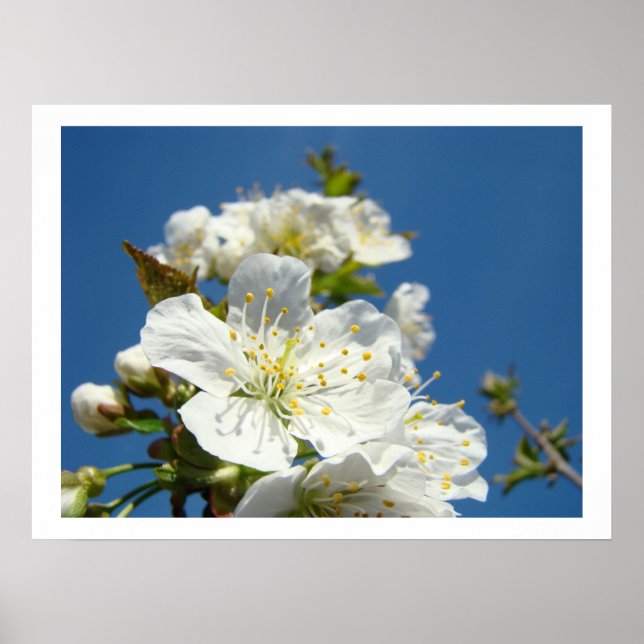 Cherry Blossoms Fine art prints Spring Blue Sky (Front)