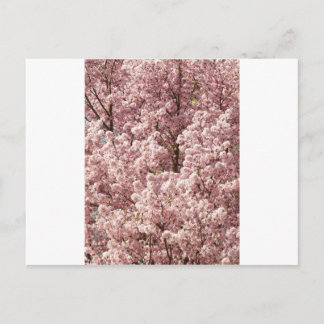 Cherry Blossoms Flowers Tree Nature Destiny Park Postcard