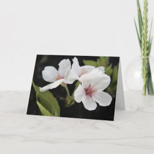 Cherry Blossoms Greeting Card