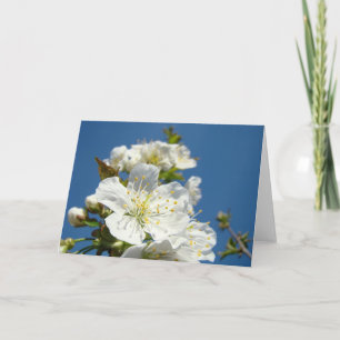 Cherry Blossoms Greeting Cards Blue Sky Spring