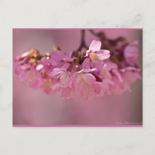 Cherry Blossoms Hot Spring  2012 Apparel  & Gifts Postcard