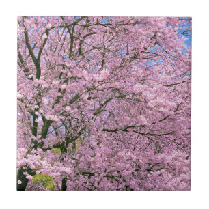 Cherry Blossoms in Bloom Ceramic Tile