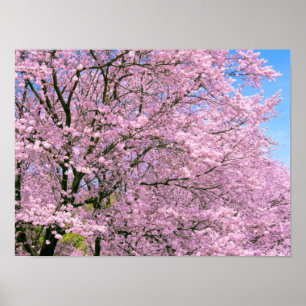 Cherry Blossoms in Bloom Poster