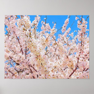 Cherry Blossoms in Full Bloom Poster