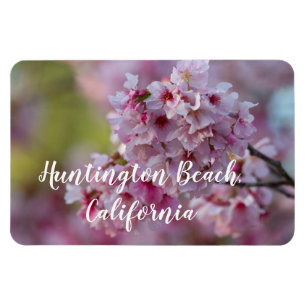 Cherry Blossoms in Huntington Beach Magnet