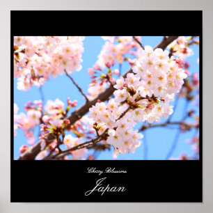 Cherry Blossoms in Japan Poster