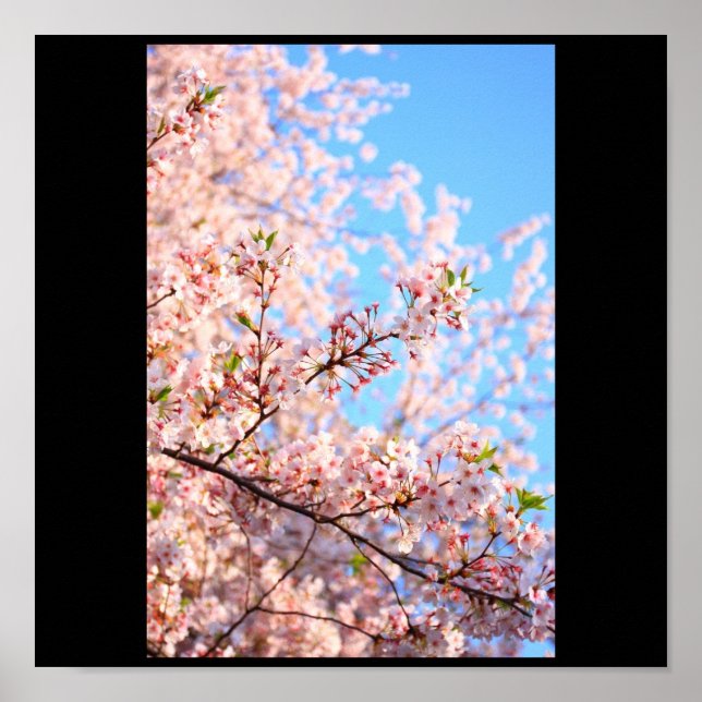 Cherry Blossoms in Japan Poster (Front)