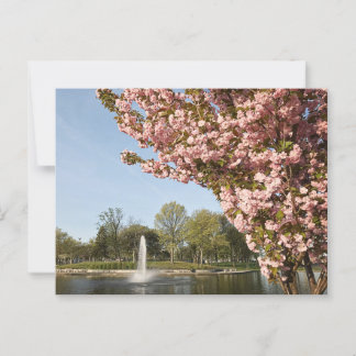 Cherry Blossoms in Lincoln Park Postcard