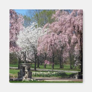 Cherry Blossoms in Philadelphia Magnet