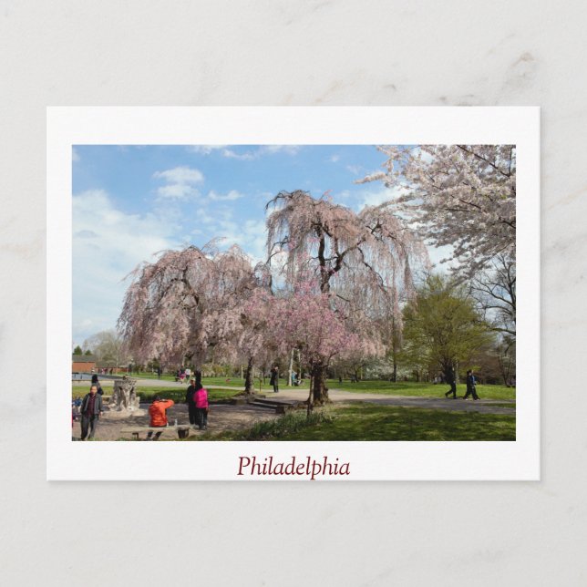 Cherry Blossoms in Philadelphia Postcard (Front)