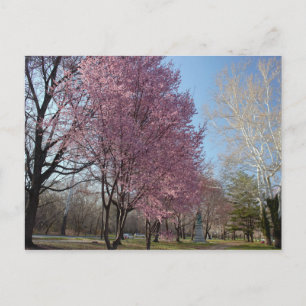 Cherry Blossoms in Philadelphia  Postcard