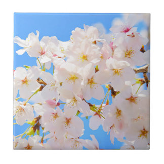 Cherry Blossoms in Spring Ceramic Tile
